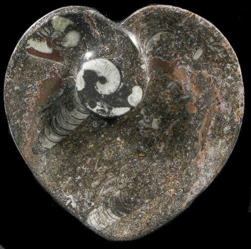 Heart Shaped Fossil Goniatite Dish #39365